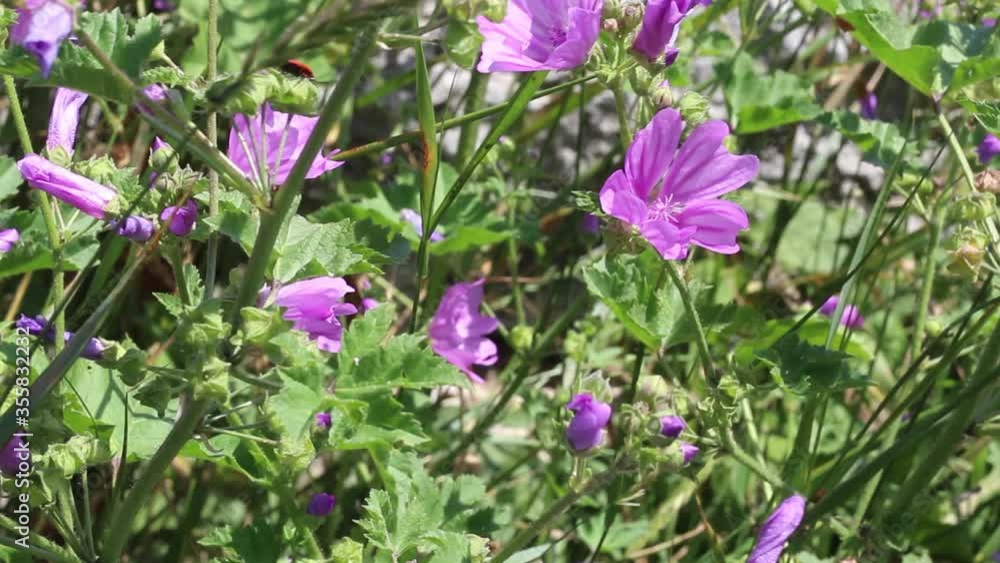 Wind Shaking Wild Violet Flowers in The Field Wind Shaking Wild Violet Flowers in The Field
