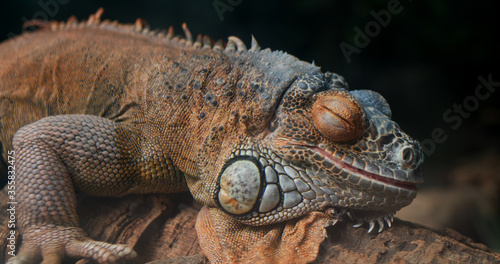 Lizard rest on the rcok © leungchopan