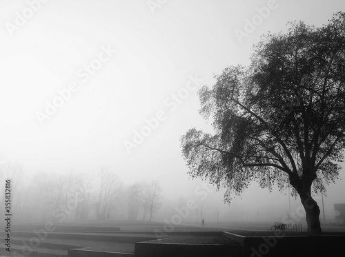 foggy winter morning in waterside park photo