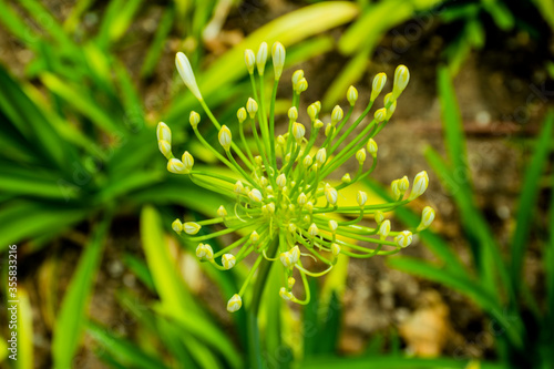 yellow garlic allium flavium photo