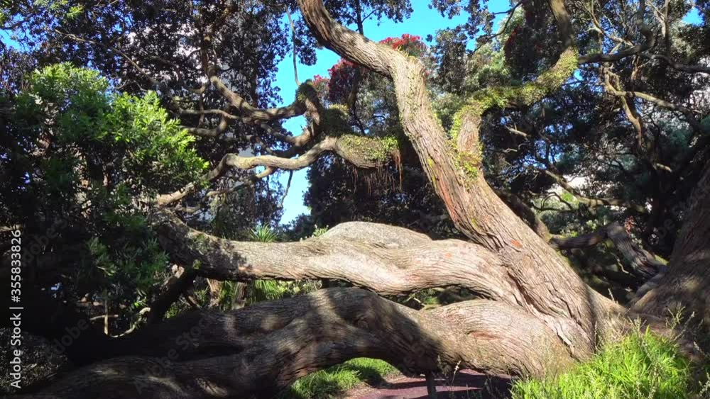 huge tree roots with big thick bark huge tree roots with big thick bark