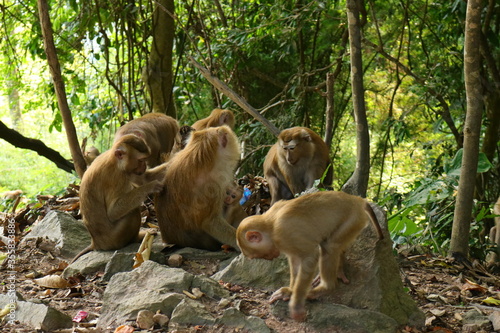 monkeys in the wild