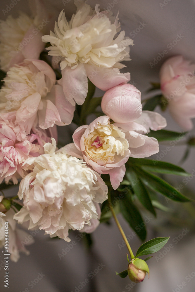 a bouquet of pink peach beige white delicate peonies a bouquet of pink peach beige white delicate peonies