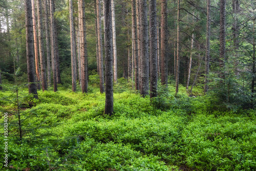 Panorama of the summer forest. Fresh plants in the forest. Natural background. The forest after the rain. Picture for wallpaper..