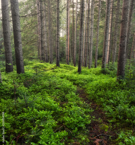Panorama of the summer forest. Fresh plants in the forest. Natural background. The forest after the rain. Picture for wallpaper.. © biletskiyevgeniy.com