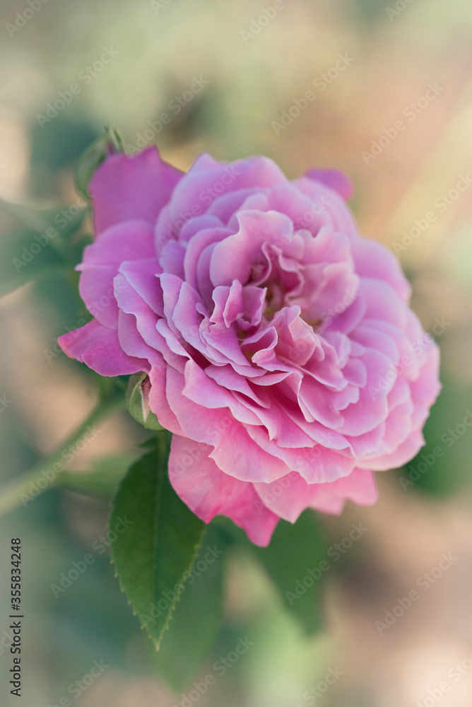 Beautiful dreamy pink rose blossom on soft blurred background Beautiful dreamy pink rose blossom on soft blurred background