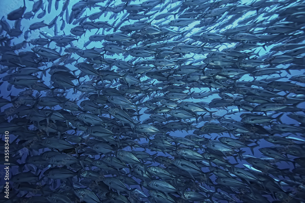 diving into water / sea scene, rest in the ocean, wildlife under water diving into water / sea scene, rest in the ocean, wildlife under water