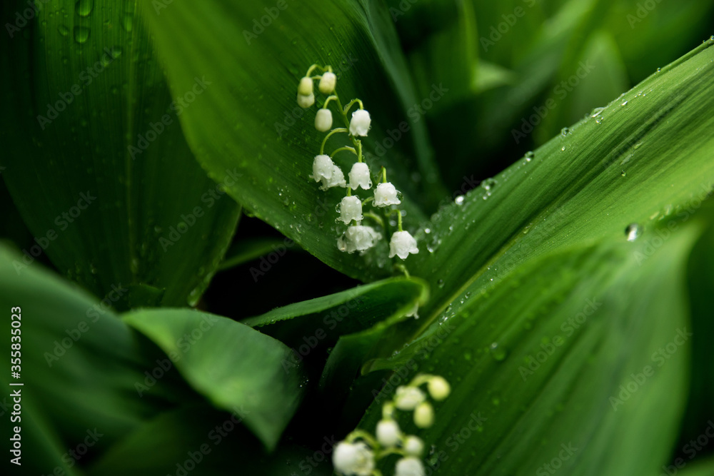 Obraz premium Blooming lilies of the valley in the rain in macro