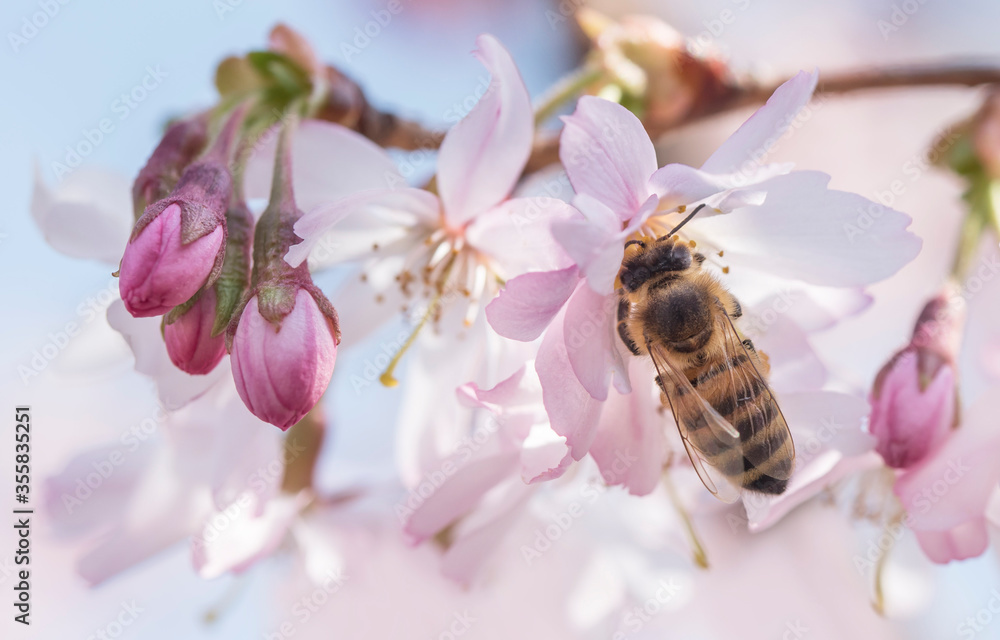 A honey bee on a Japanese cherry blossom Sakura macro A honey bee on a Japanese cherry blossom Sakura macro