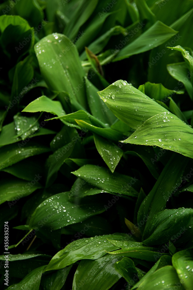 Fototapeta premium Green lily of the valley petals in raindrops