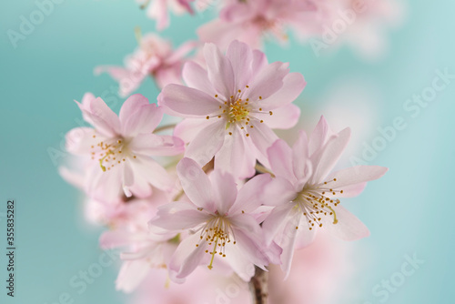 Pink Autumnalis cherry macro on light blue background photo