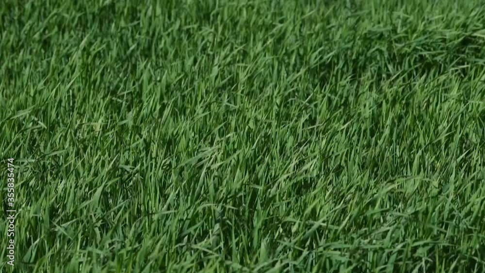 A relaxing visualization made from the movement of green grass in the wind. Stress relaxation. A relaxing visualization made from the movement of green grass in the wind. Stress relaxation.