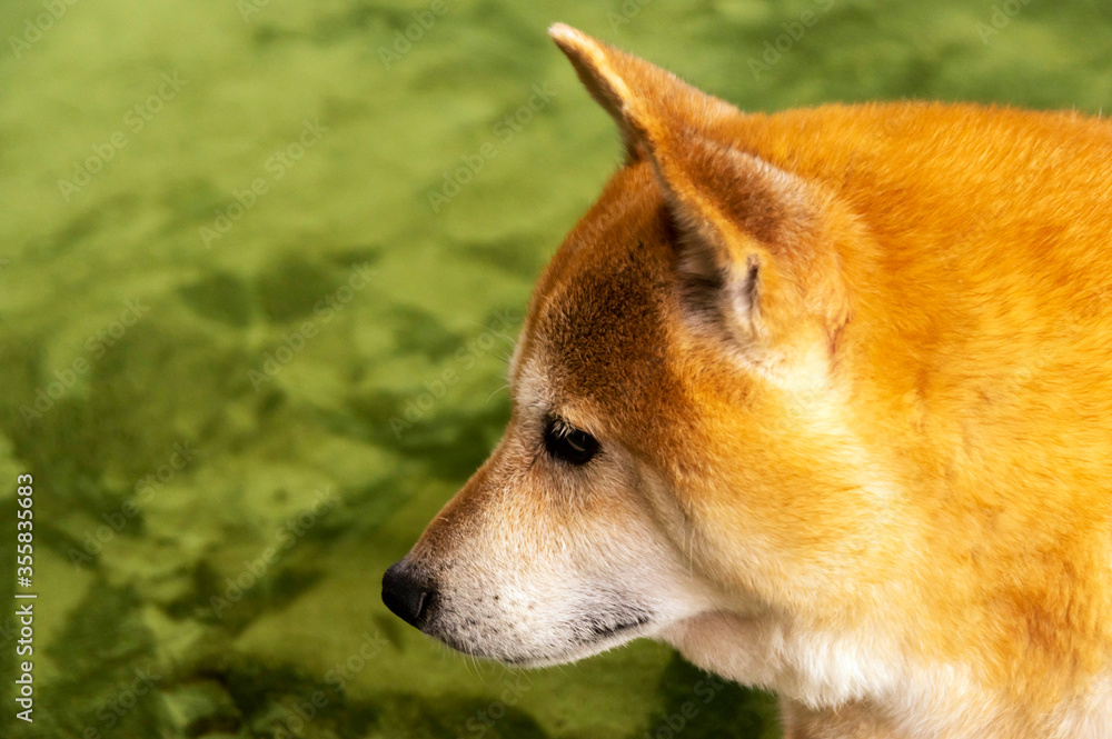 表情豊かな元気な柴犬 表情豊かな元気な柴犬