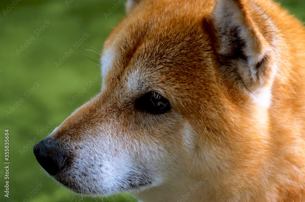 表情豊かな元気な柴犬 表情豊かな元気な柴犬