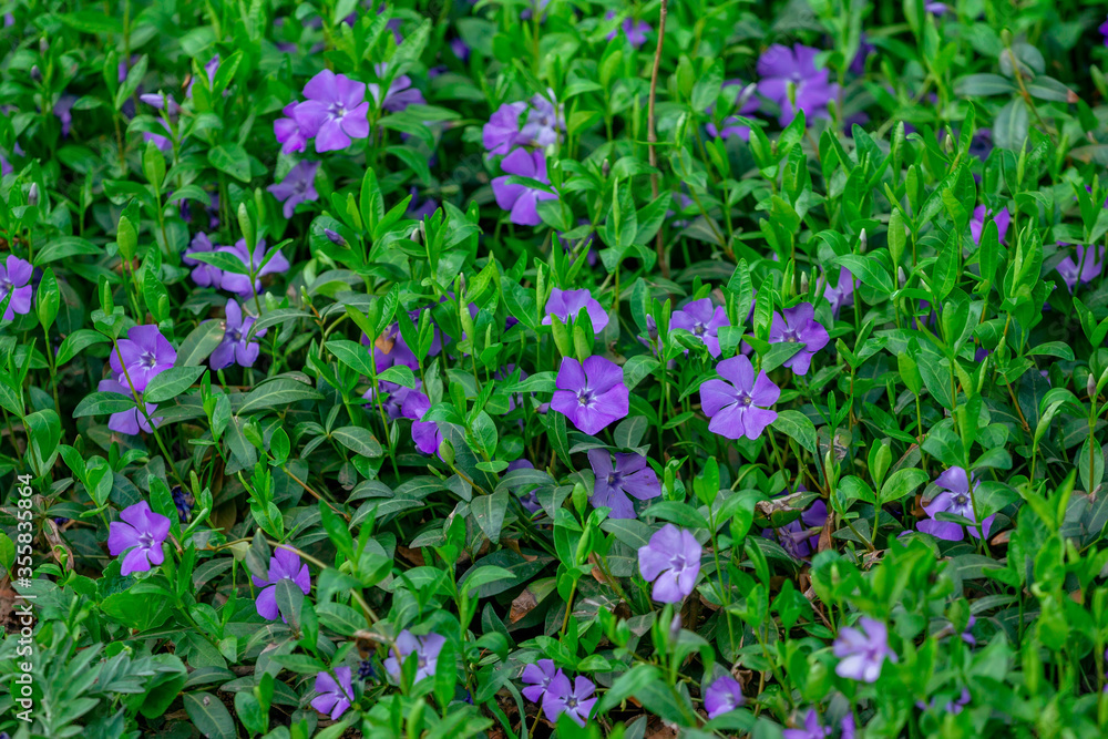 Natural background – meadow of beautiful blooming violet Vinca Minor (periwinkle) flowers and green leaves.