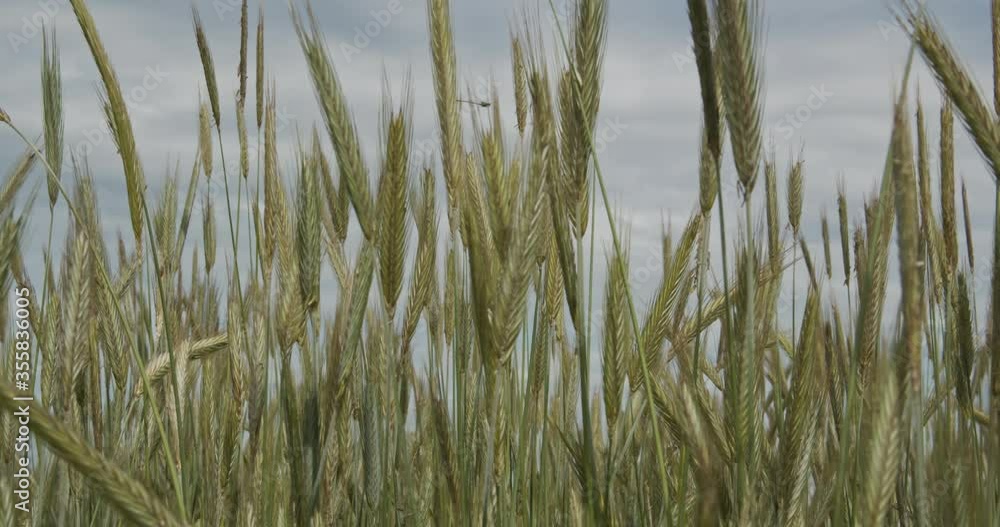 Green sprouts of wheat on the field in summer. Green sprouts of wheat on the field in summer.