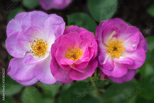 Closeup of pink rose blossoms trio in the garden