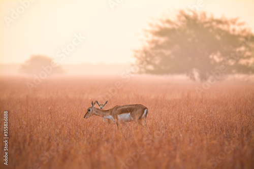 Blackbuck mother and baby