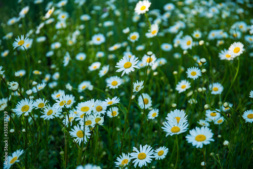 background, beautiful, beauty, bloom, blooming, blossom, botanical, bright, camomile, chamomile, closeup, colorful, czech, daisies, daisy, daisy flower, environment, field, flora, floral, flower, fres © jindrich