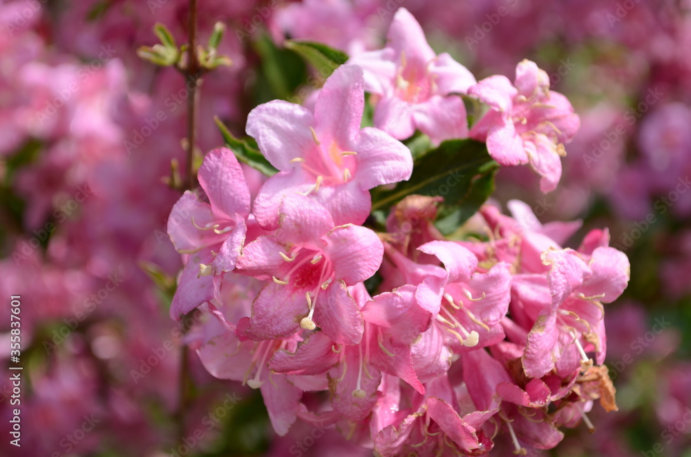 blooming in spring Weigela flowers in the garden blooming in spring Weigela flowers in the garden