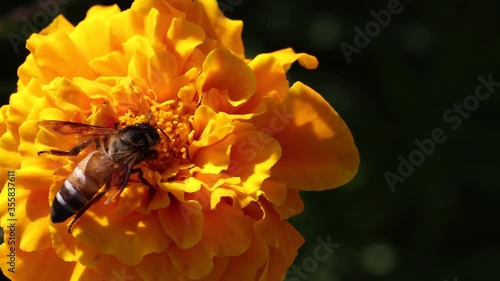 worker honeybee picking honey from marigold flower