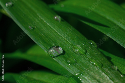 drop of dew on a green blade of grass