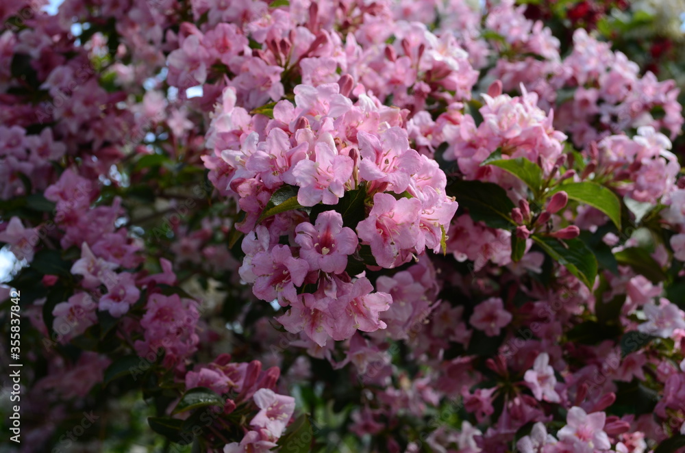 blooming in spring Weigela flowers in the garden blooming in spring Weigela flowers in the garden