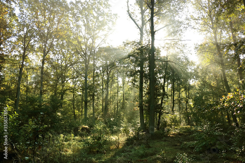 Rays of the rising sun in the forest 