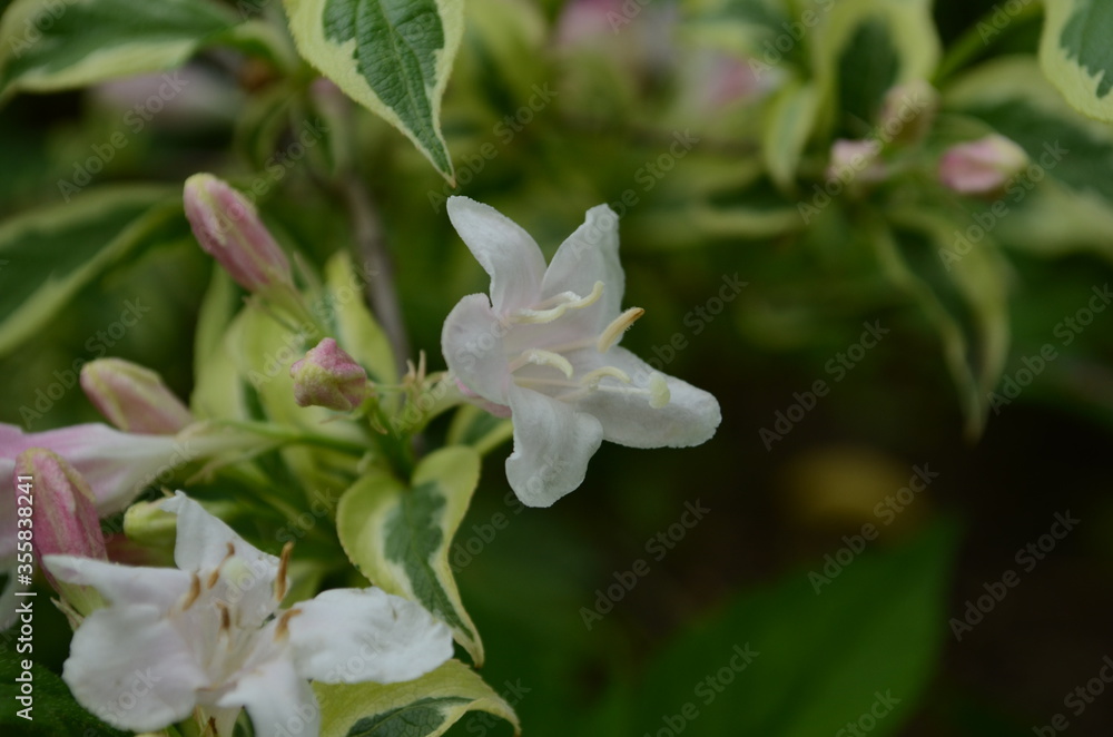 blooming in spring Weigela flowers in the garden blooming in spring Weigela flowers in the garden