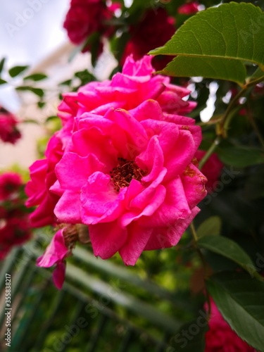 pink and white rose macro