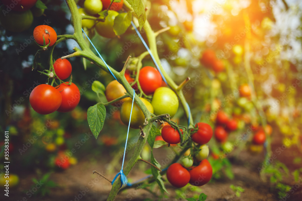 Organic red ripe tomatoes grown in a greenhouse Organic red ripe tomatoes grown in a greenhouse