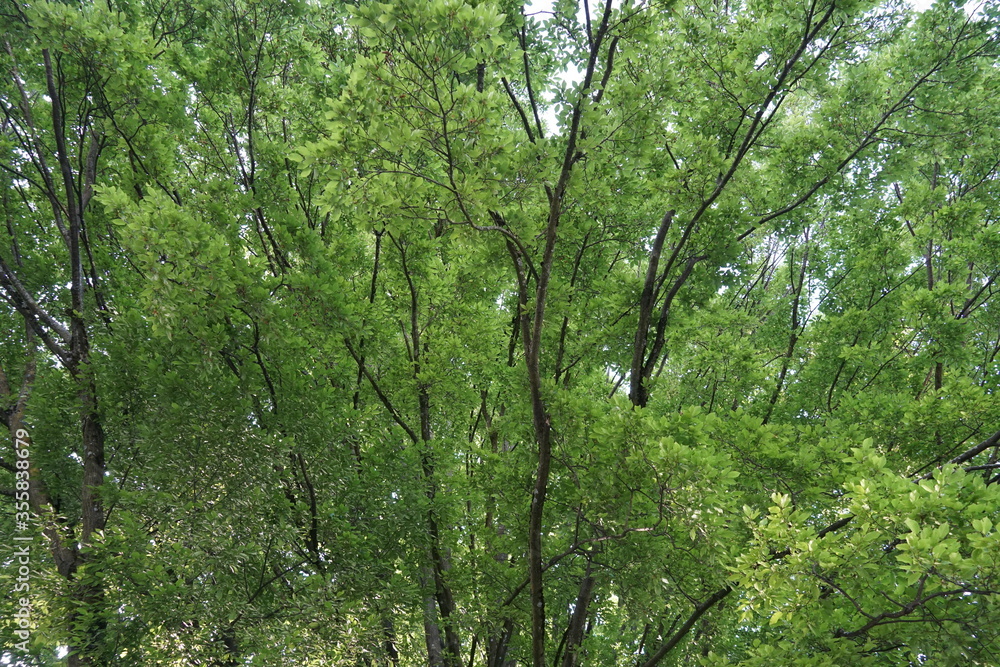 Background of green leaves, foliage in the tree crowns giving the impression of freshness calmness and balance. The photo is inviting for meditation and helps to calm down or refresh tired eyes. Background of green leaves, foliage in the tree crowns giving the impression of freshness calmness and balance. The photo is inviting for meditation and helps to calm down or refresh tired eyes.