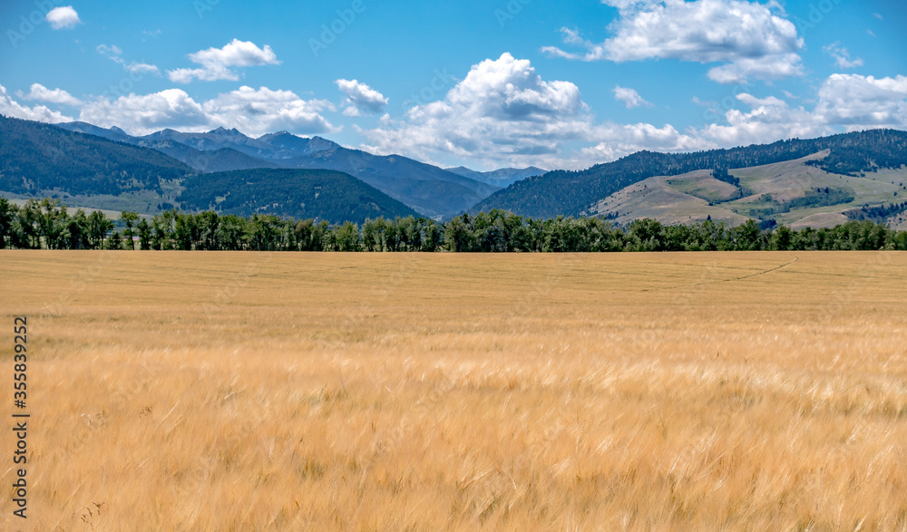Fototapeta premium wheat field ready for harvest in montana mountains