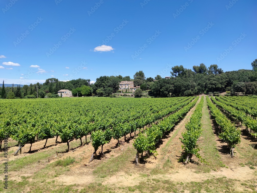 Paysage provençal - Vignes en Provence