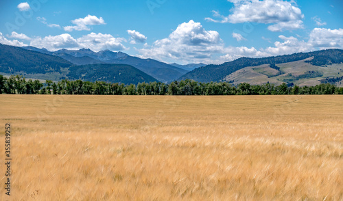 wheat field ready for harvest in montana mountains photo