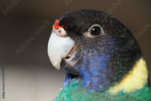 Port Lincoln is Australian ringneck, the broad-tailed parrot from species Barnardius zonarius.  photo