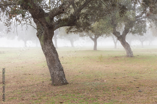 Landscape with fog near Caceres. Extremadura. Spain. photo