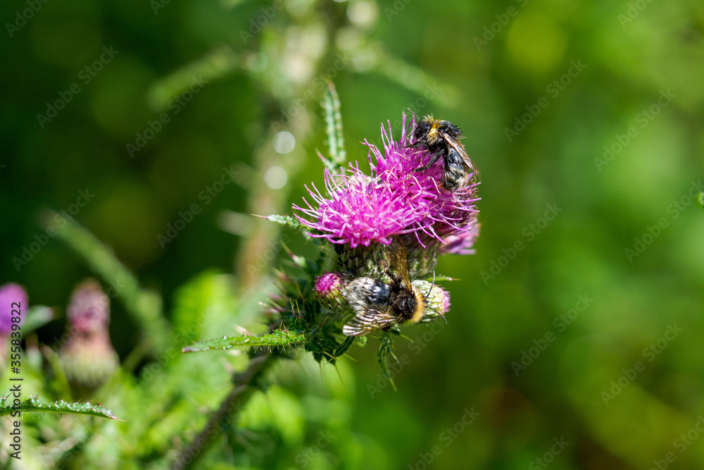 Wet bee on a purple thistle drying out in the sun Wet bee on a purple thistle drying out in the sun