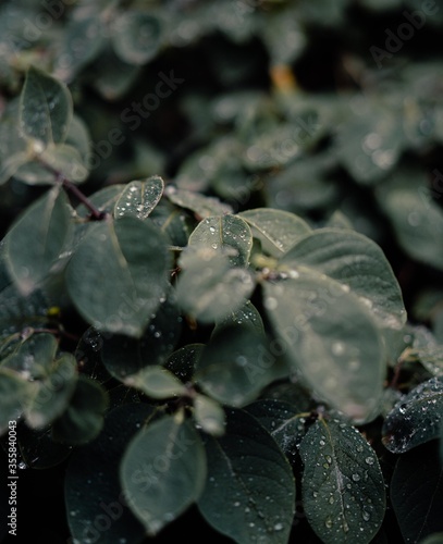 dark Green leaves, abstract green leaves texture, nature background