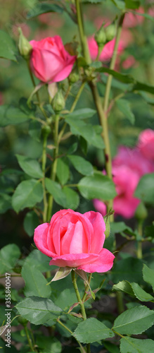 Wallpaper Mural Rose Torontodigital.ca