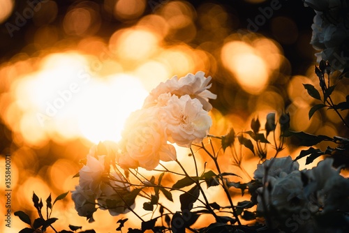 Valentine Flower, Rose, Withe Rose, Love 