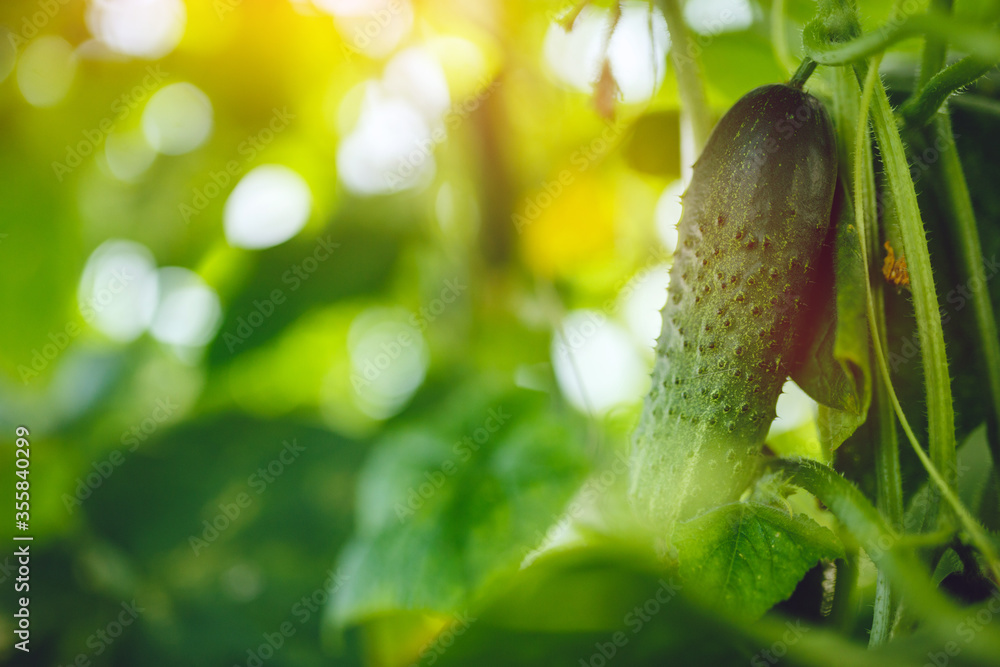 Organic green ripe cucumbers grown in a greenhouse Organic green ripe cucumbers grown in a greenhouse