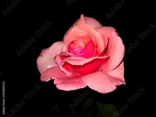Rosa  rosa 2 