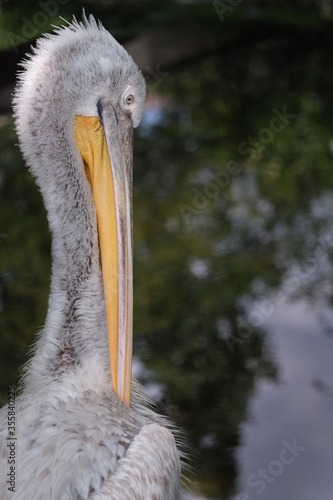 Pelican sitting and relaxing