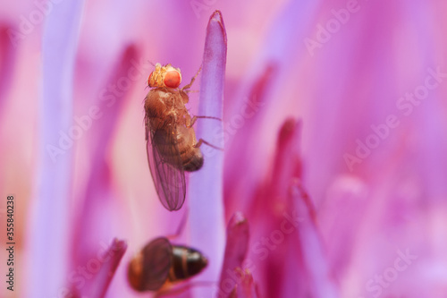 Fruit fly sitting on a plant