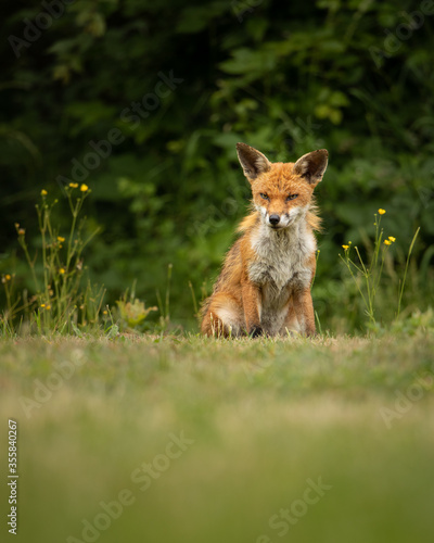 Red fox sitting in a field with wild flowers next to him and green foliage background.   © L Galbraith