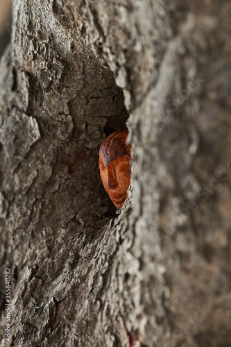 Carved head in tree knot
