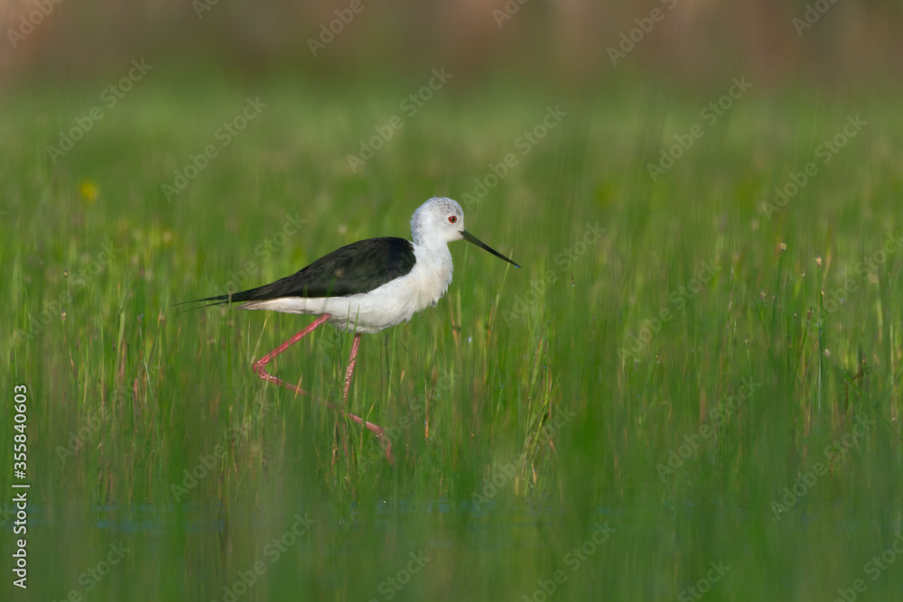 Naklejka premium Cute bird. Black winged Stilt. Himantopus himantopus.
