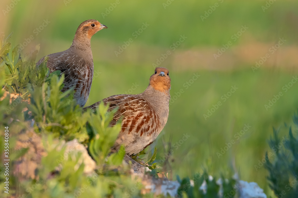 Wild bird partridge. Warm colors nature background. Bird: Grey Partridge Perdix perdix Wild bird partridge. Warm colors nature background. Bird: Grey Partridge Perdix perdix
