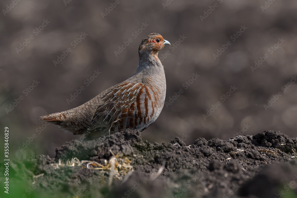 Wild bird partridge. Grey Partridge Perdix perdix Wild bird partridge. Grey Partridge Perdix perdix